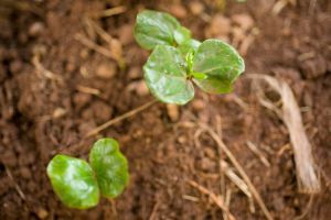 Coffee Seedlings, Amaro Mountains, Ethiopia. By Travis Horn