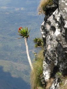 Photo of Mt Namuli Courtesy of Renata Jagustovic