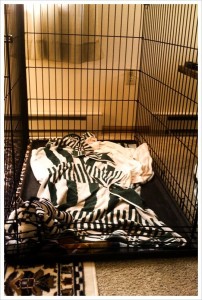 Rehab: Yes, that is a Zeebra in the crate