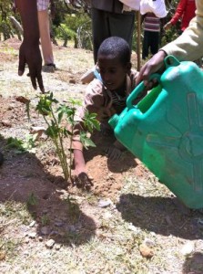 Mango Tree Planting at Laelay Wukro School Grounds