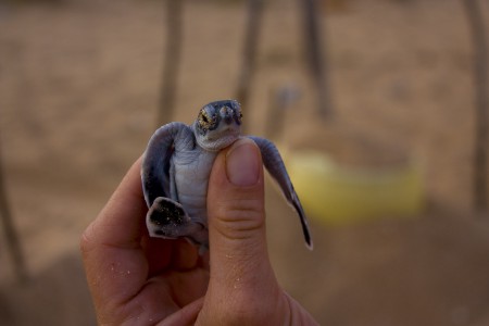 Baby Turtle, Phase 1. Photo By Peter Doucette