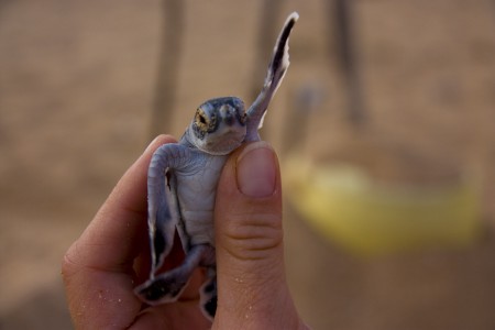 Baby Turtle, Phase 2. Photo By Peter Doucette