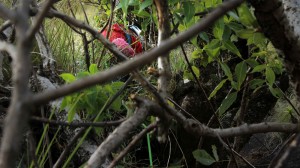 Majka climbing through the first crux: a tree. Photo by P. Yoo