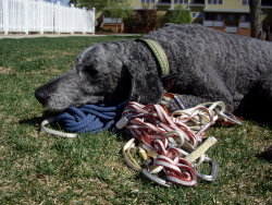 Petzl Attaches, Lockers, Spirits, Fin Anneau Slings, and Poodle. 4/5 of which will be going to Namib